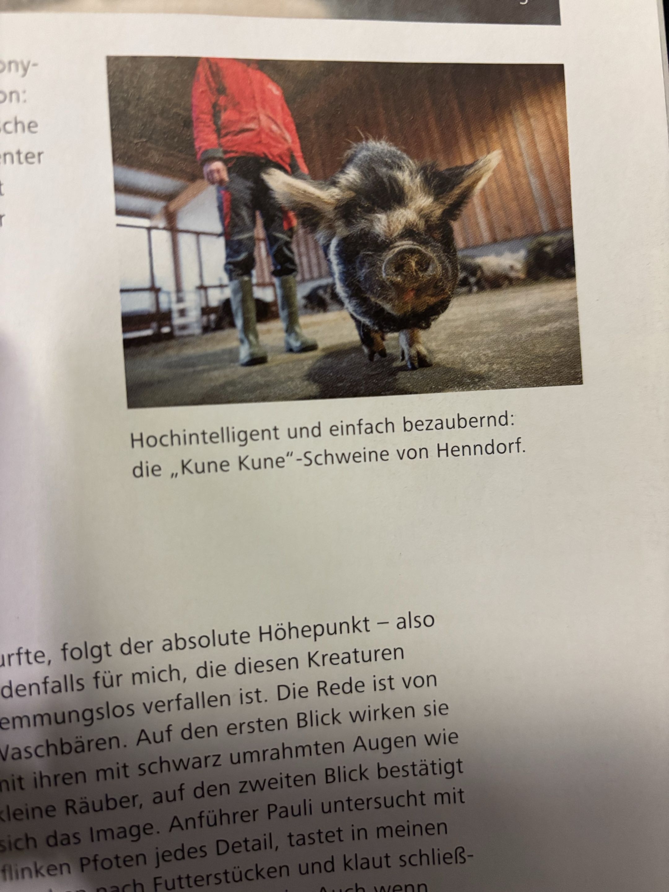 En gris man kunde läsa om på tåget
